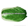 Chinese Cabbage Seeds for sowing
